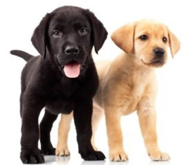 Set voor 2 honden onlinehondenspeciaalzaak Set voor 2 honden onlinehondenspeciaalzaak
