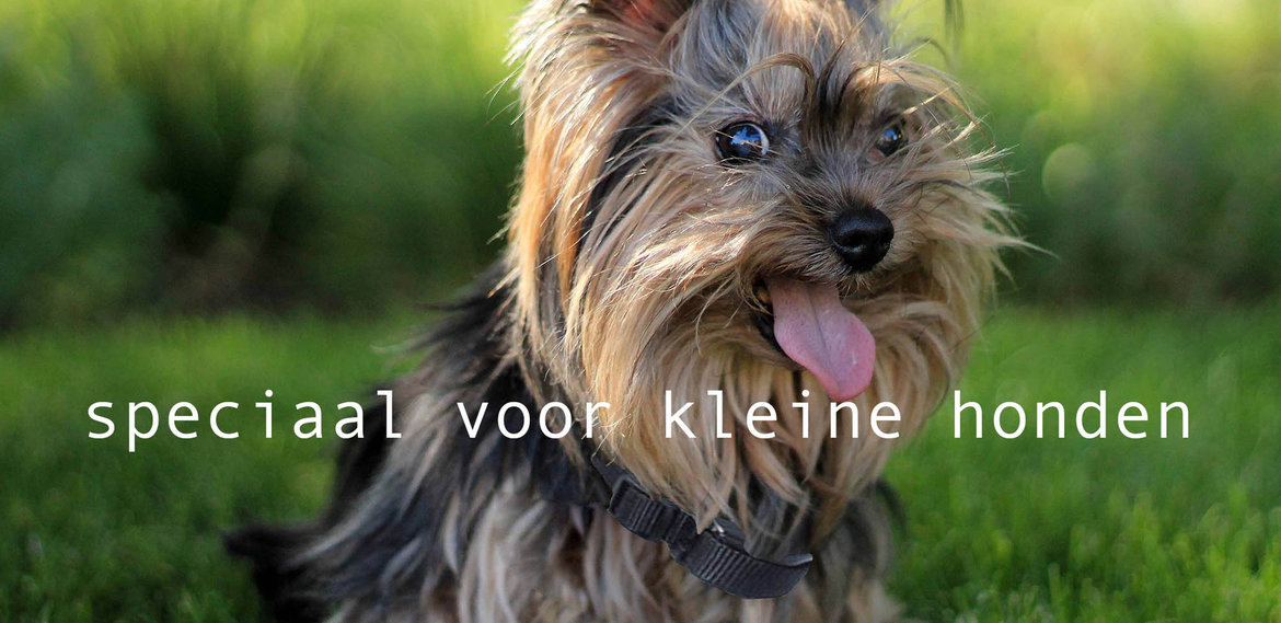 Voor kleine honden Voor-kleine-honden