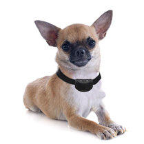 ondersteuning Bedenk Knipoog Correctieband hond: Vóór 16.30 besteld = morgen in huis -  onlinehondenspeciaalzaak