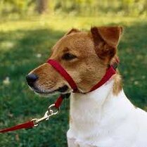 Easy Walk Head collar