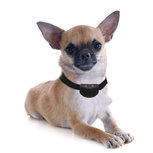 DEMO Model Gebruikte Anti blafband OHS26 trillen voor kleine hond DEMO Model Gebruikte Anti blafband OHS26 trillen voor kleine hond